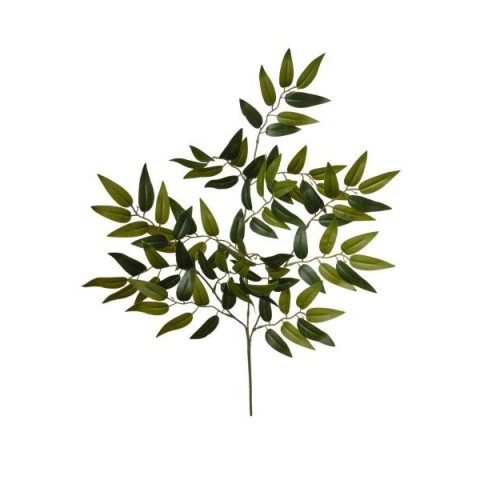 RAMO RUSCUS CM60 GREEN